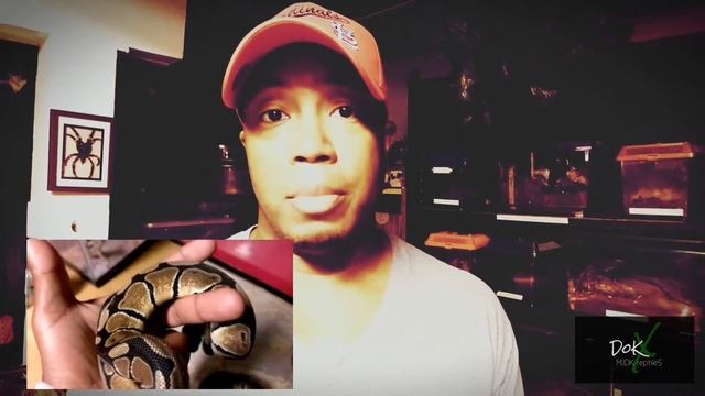 Are There Visual Differences Between Normal Hets & Normal Ball Pythons? смотреть онлайн