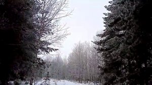 Крик сойки.