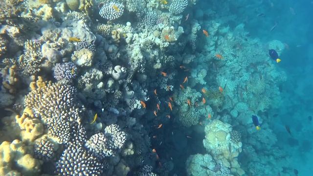 ОТДЫХ ЗИМОЙ| ЕГИПЕТ ХУРГАДА 2020|КОРАЛЛ Arabella Azur, Zahabia Hotel смотреть онлайн