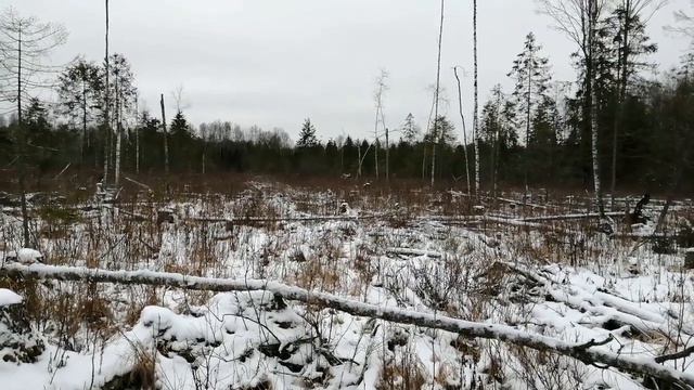 Ягд - терьер в лесу! Солонец для Лося! Зайцы великаны! Волк рядом! смотреть онлайн