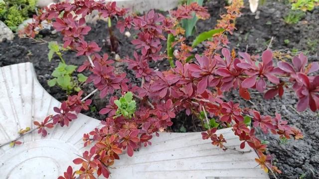 (3 мая) САД ВЕСНОЙ | ВЕСЕННИЙ САД ЦВЕТЕТ | РЕДКИЕ растения в саду | Прогулка по саду смотреть онлайн