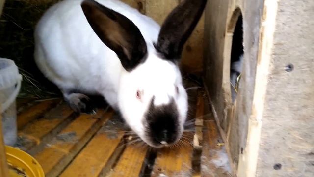 Проверка результативности случки у кроликов Калифорнийской породы смотреть онлайн
