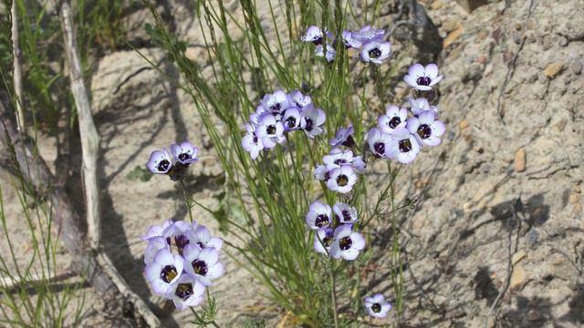 Gilia Tricolor - Vogeläuglein - Sperrkraut