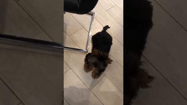 как гавкают йорки мини смотреть онлайн