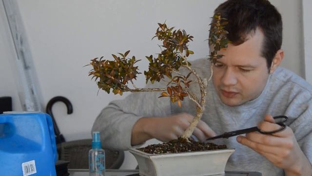 Зачем нужно чистить грунт в горшке Бонсай смотреть онлайн