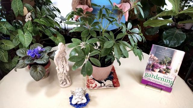 Schefflera Plant Care: What to Know смотреть онлайн