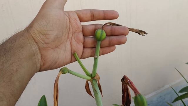 Collecting Amaryllis Seeds | Hippeastrum смотреть онлайн