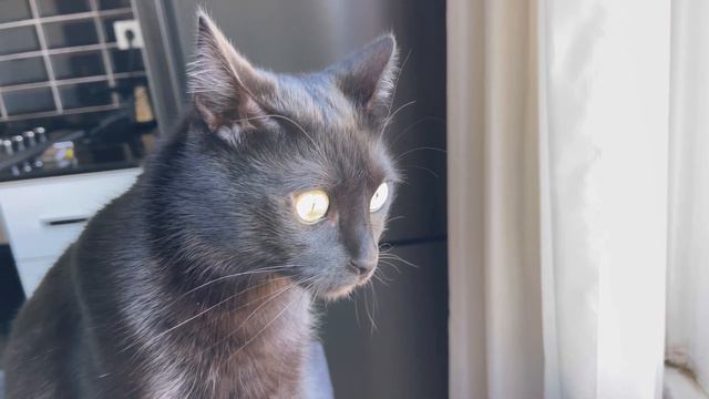 НЕ ОТОРВАТЬ ЕГО ,СИДИТ ЖДЁТ ВОРОБЬЯ 😅НИ КАКИМ МЯСОМ НЕ ЗАМАНИШЬ ❤️😻 смотреть онлайн