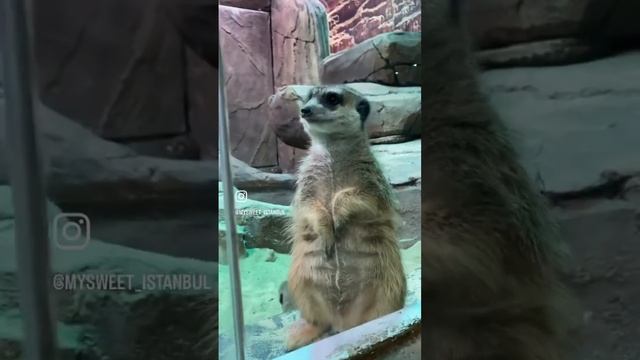 Aquarium In Istanbul #стамбул #океанариум #aquarium #istanbul #turkey #türkiye #turkiye