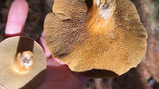Slippery cow Suillus bovinus forage смотреть онлайн