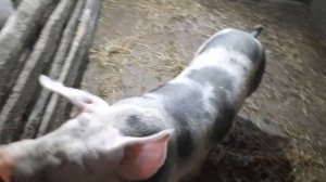 Наши будни. Поросята Пьетрен макстер