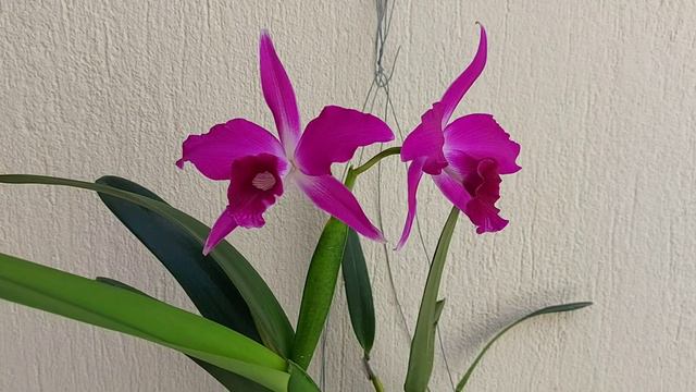 CATTLEYA OU LAELIA PURPURATA COMO CULTIVAR DE TRÊS FORMAS DIFERENTES ☝️🥰 смотреть онлайн