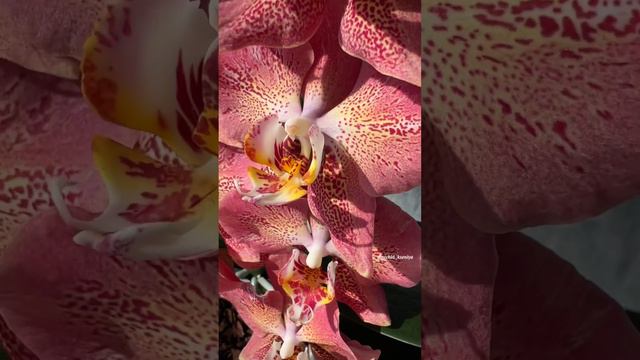 Phal. Leco Fantastic 🧡 Домашнее пышное цветение голландской орхидеи фаленопсис Леко Фантастик смотреть онлайн