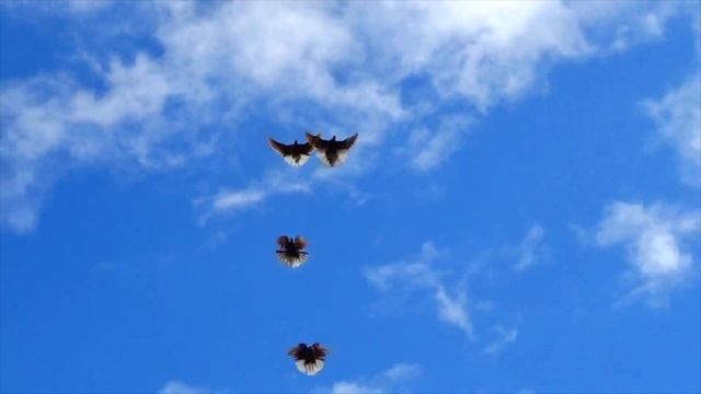 Полеты голубей 22.09.2019 смотреть онлайн