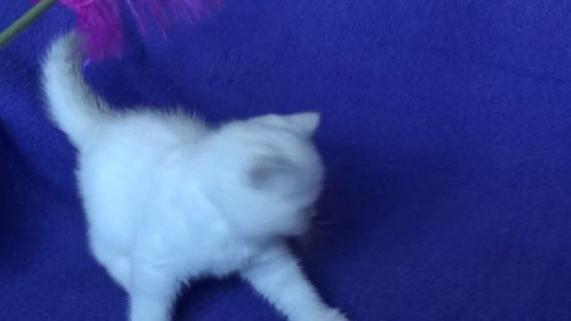 котенок первый 3 смотреть онлайн