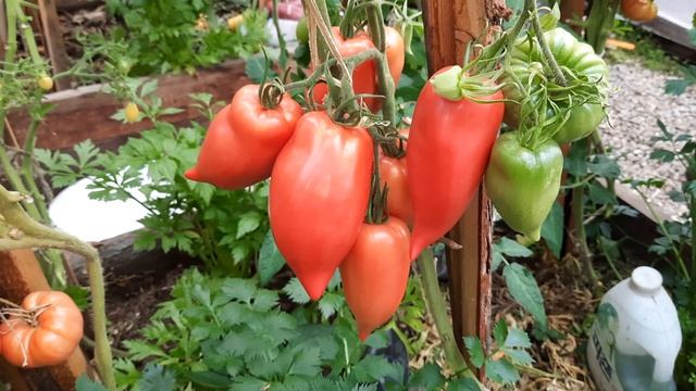 Ну чем не Корнабель? Томат Тещин язык. Классный, крупный плодовитый. Обзор томатов по сортам 4.9.21 смотреть онлайн