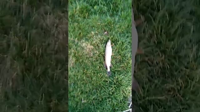 Рыбалка в черте города.. Озеро Карасун...щука на живца... смотреть онлайн