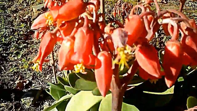 planta de Kalanchoe farinacea en flor смотреть онлайн
