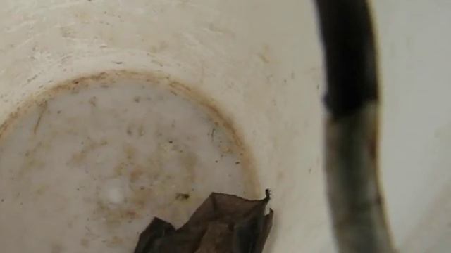 Летучая мышь - поймали и отпустили смотреть онлайн