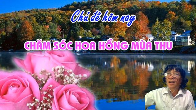 - CHĂM SÓC HOA HỒNG MÙA THU PHẦN 12 - TRUNG HOA HỒNG смотреть онлайн