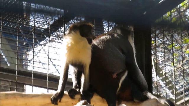 Мартышки диана прячут своего малыша 06.05.2022 смотреть онлайн