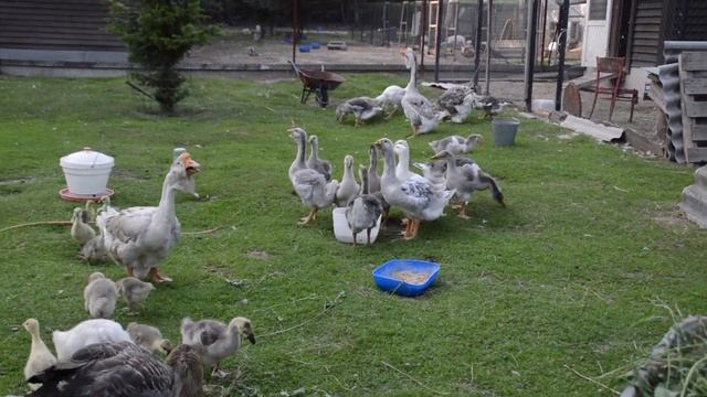 Холмогорские гусята из Владимирской области смотреть онлайн