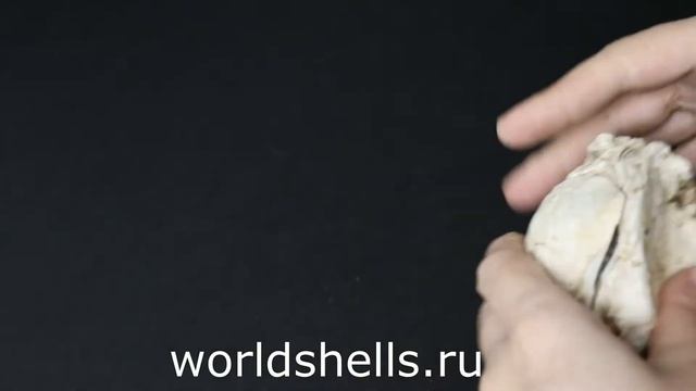Ракушка Дальневосточная Устрица 10 см. смотреть онлайн