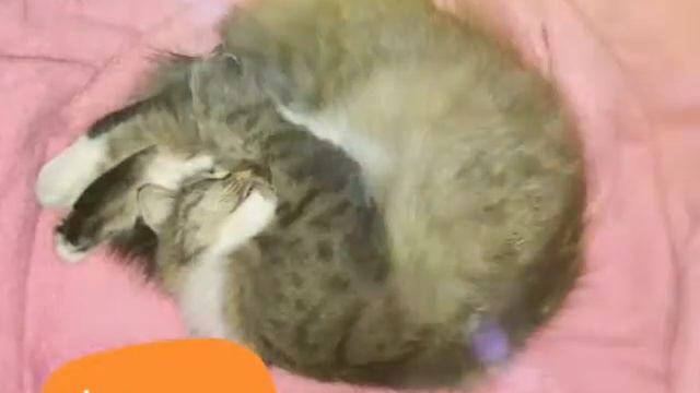 Фикус и Феня/Ficus/Fenya/my cats смотреть онлайн