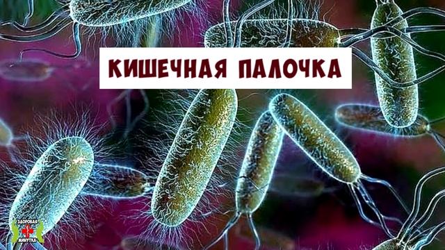 ВЫ НЕ ПОВЕРИТЕ, СКОЛЬКО МИКРОБОВ и БАКТЕРИЙ сидят на вашем СМАРТФОНЕ смотреть онлайн