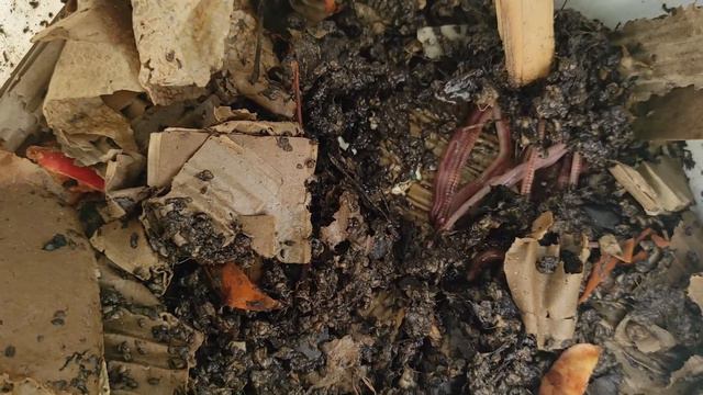 Утилизация органических отходов с помощью вермитехнологий. Часть 4. смотреть онлайн