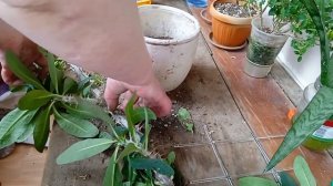 Пересадка и укоренение молочая миля( экстренная)