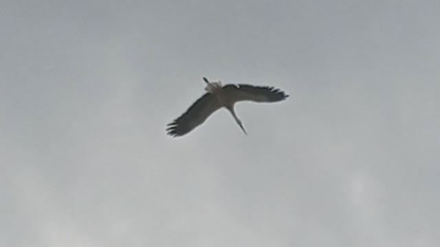 Аисты в Можайске 11 прогнали чужака (2021.08.07_13:44:22)