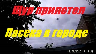 Пасека в городе.Щур прилетел на пасеку.Акация цветёт-Дождь холод. смотреть онлайн