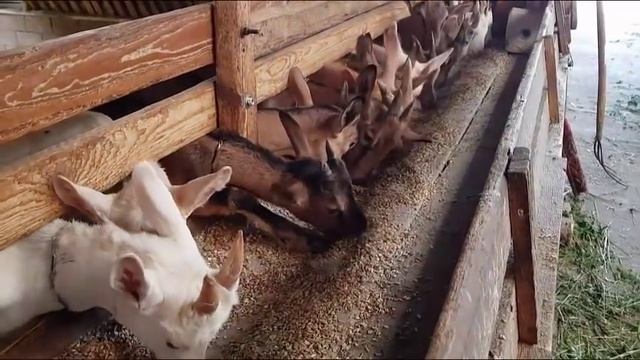 Статья о влиянии на развитие вымени у коз смотреть онлайн