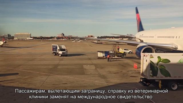 Перелет в самолете с животным: основные нормы и правила авиакомпаний