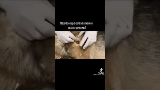 Как быстро и безопасно снять клеща у собаки смотреть онлайн