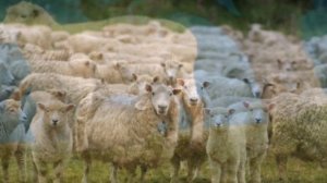 Разведение Цигайской породы овец как бизнес идея | Овцеводство | Цигайская овца