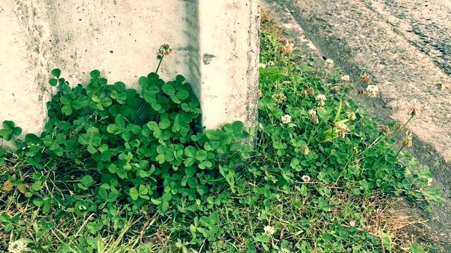 6 tips on how to find a four leaf clover смотреть онлайн