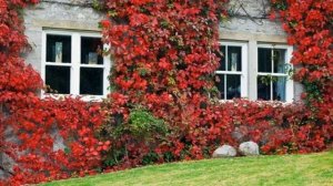 Как вырастить девичий виноград.