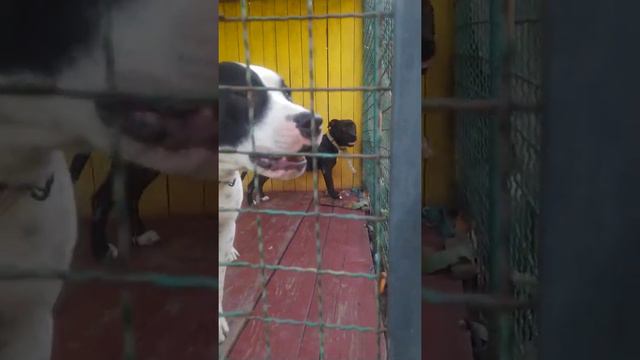 Питбули в Вольере | Воспитание Собак смотреть онлайн