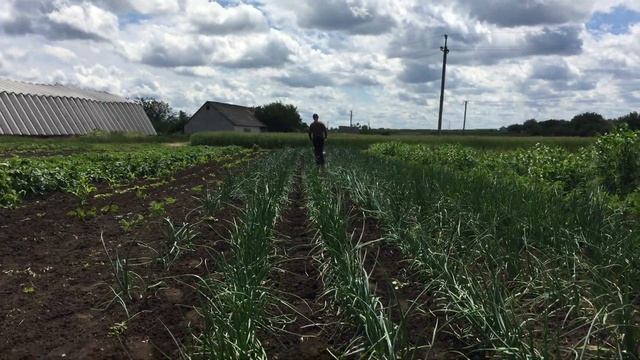 Прополка лука и чеcнока | Мотоблок ДТЗ 470Б смотреть онлайн