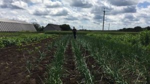 Прополка лука и чеcнока | Мотоблок ДТЗ 470Б