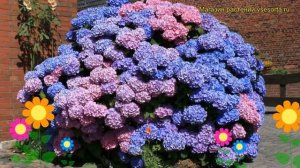 Гортензия крупнолистная Букет Роз. Краткий обзор, описание hydrangea macrophylla Bouquet Rose