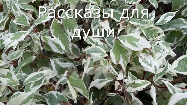 ?Хотела выбросить вещи свекрови, но муж сказал что выбросит меня... смотреть онлайн