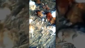 ЧУПАКАБРА высасал кровь у курей