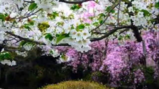Ecco la Primavera,F.Landini.wmv смотреть онлайн