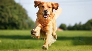 Тушда ИТ курса унгда нима булади Туш Табири