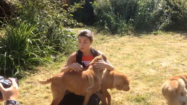 Sharpei movie Chernyi Chizh смотреть онлайн