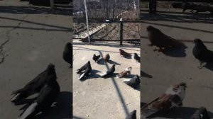 СВГ  серпасто выворотные голуби тел 097-405-47-8415 марта 2021 г.