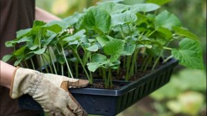 5 секретов как быстрее получить урожай огурцов, о которых вы не знали.